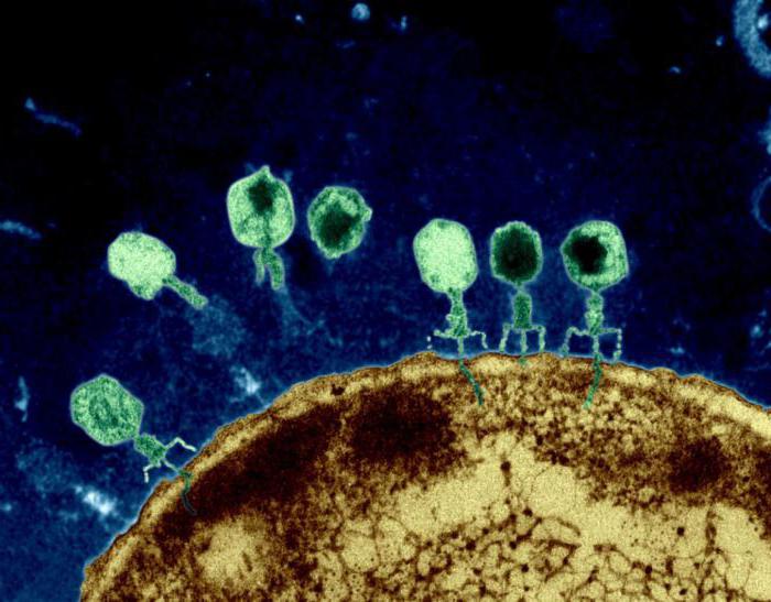 вирусы бактерий бактериофаги