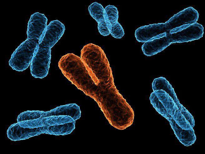 анализ хромосомных аберраций