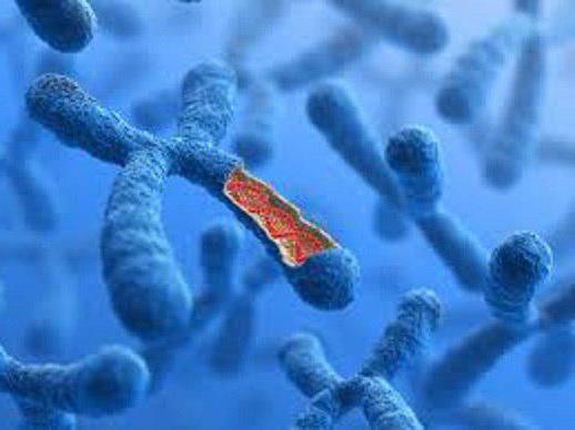механизмы хромосомных аберраций