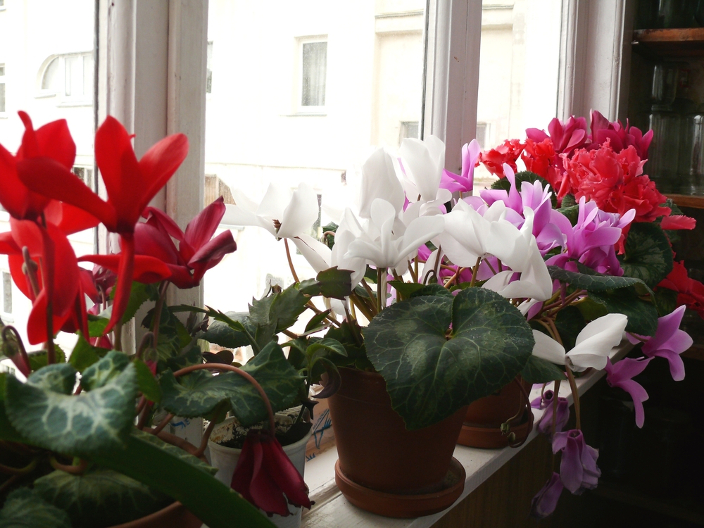 Полив цикламена в домашних условиях: правила ухода за комнатным цветком