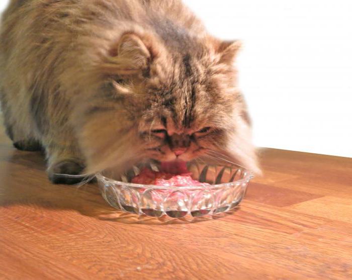 Корм для кошек с чувствительным пищеварением какой лучше