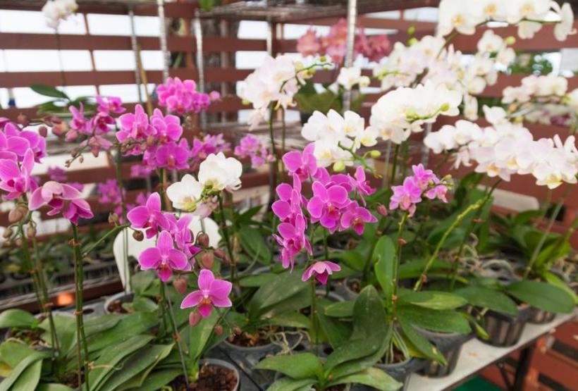 Почему вянут цветы у орхидеи? Как часто поливать орхидею в домашних условиях? Уход за орхидеей после цветения