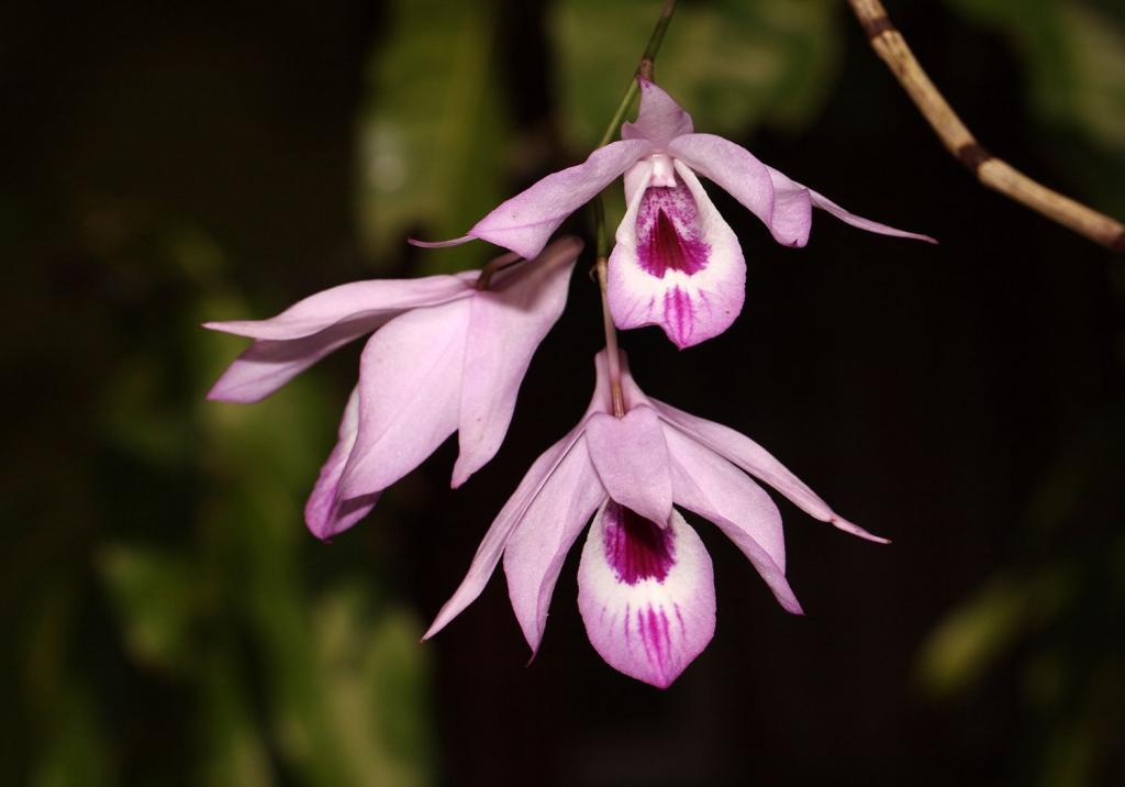 Почему вянут цветы у орхидеи? Как часто поливать орхидею в домашних условиях? Уход за орхидеей после цветения