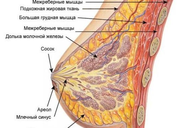 Узловая мастопатия молочной железы
