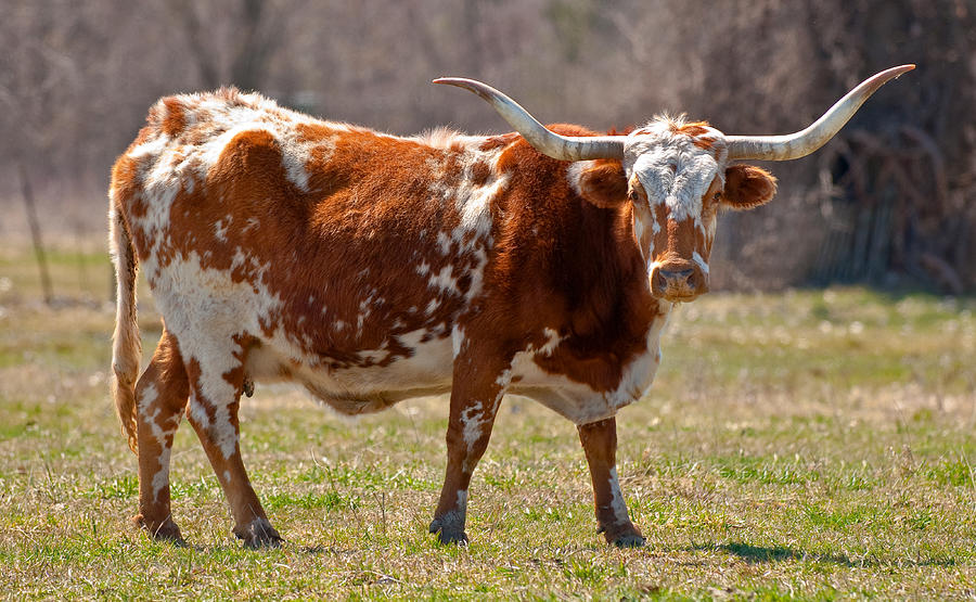 корова с большими рогами