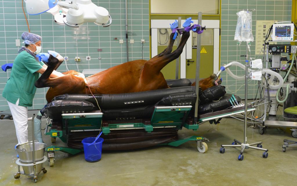 Лошадь в клинике