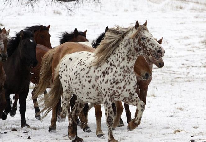 Алтайские лошади