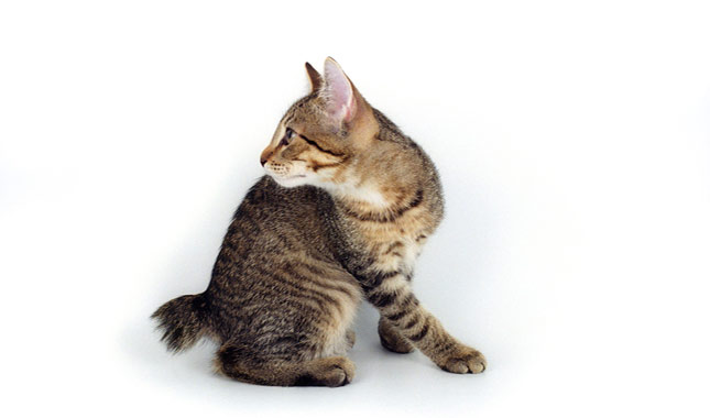Кошки породы мэнкс: описание породы с фото