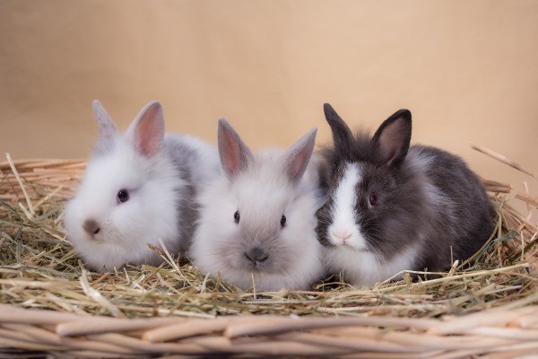Как определить: кролик - девочка или мальчик? Как отличить кролика-мальчика от девочки
