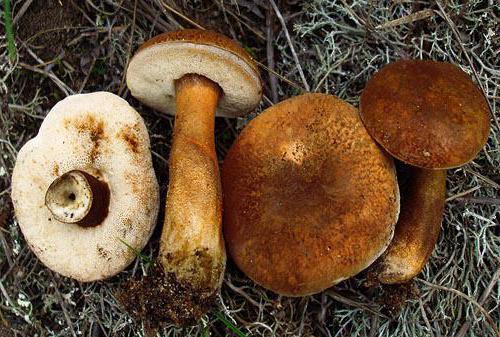 каштановый гриб фото и описание