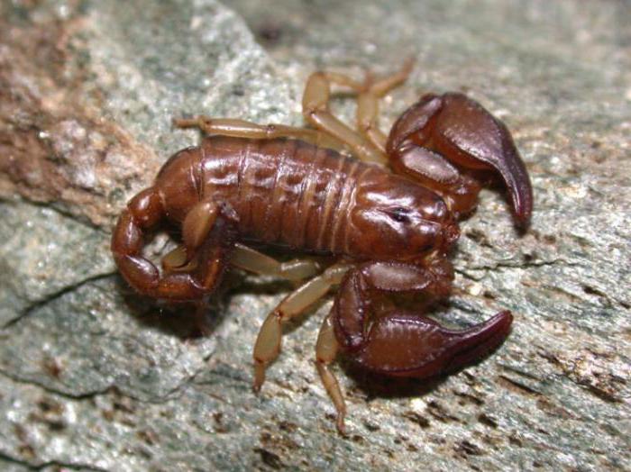 крымские скорпионы опасны ли