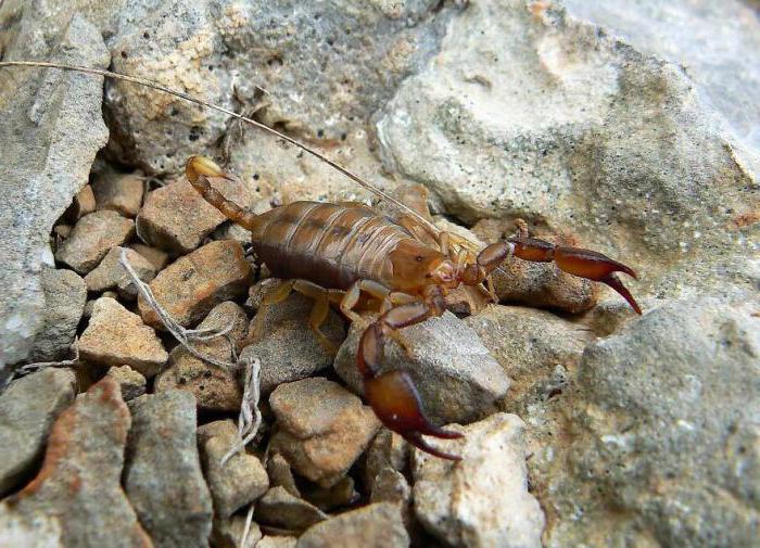 крымский скорпион ядовитый или нет 
