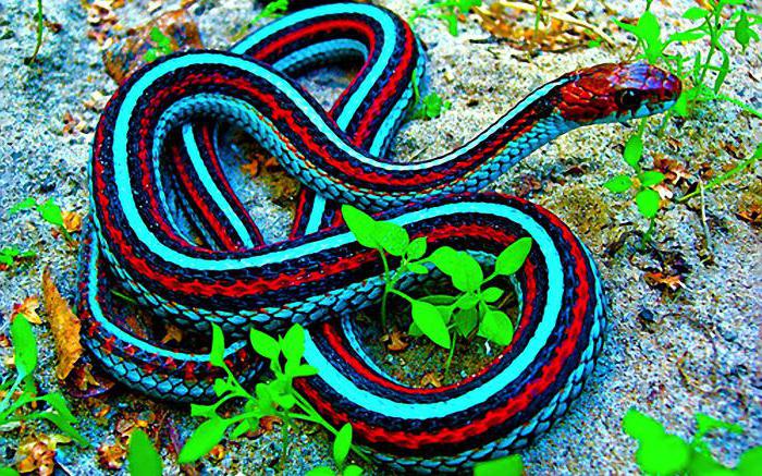 подвязочная змея