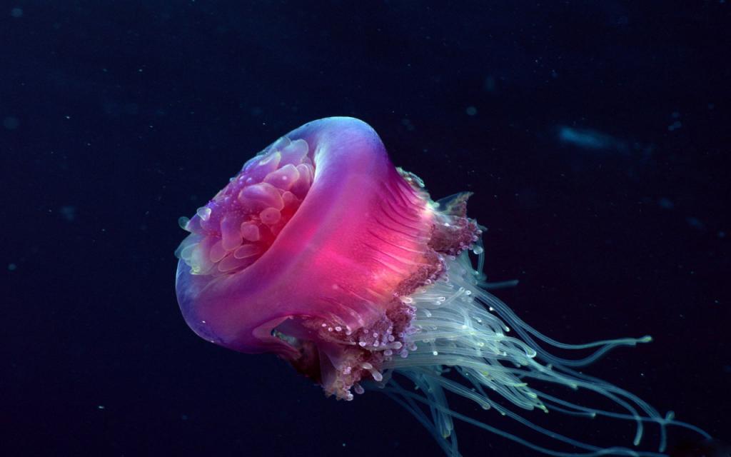 Ровная форма медузы