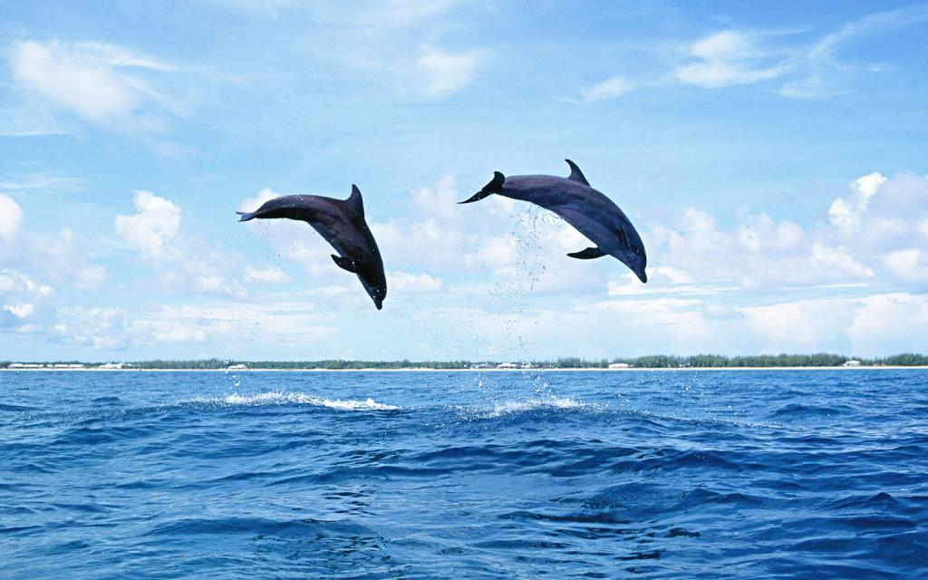 Дельфины могут выпрыгивать из воды