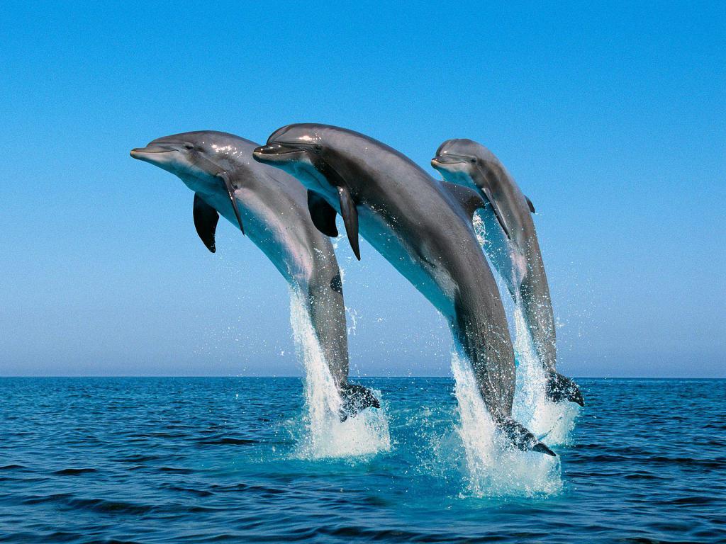 Дельфины - жители трех климатических поясов