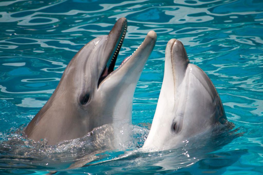 Дельфинам присущи сложные эмоции