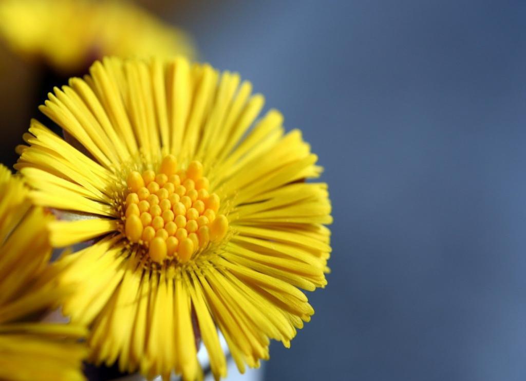 Желтый цветок мать-и-мачехи