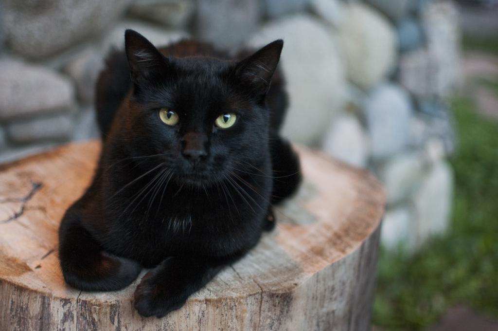 Кошка черного окраса