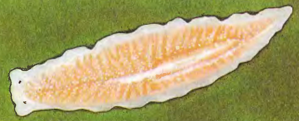 Плоский червь планария белая