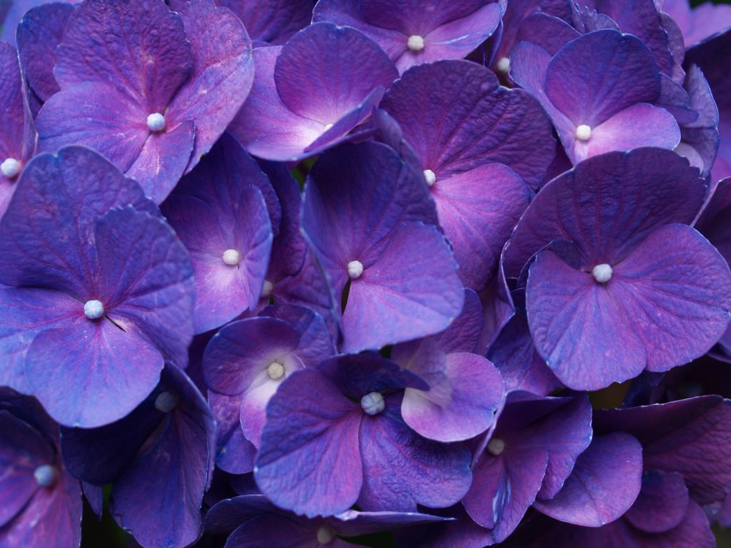 Фиолетовые цветы во сне