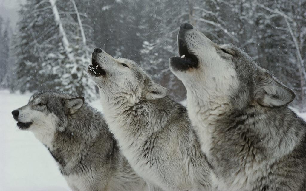 Волки - желанная добыча охотника