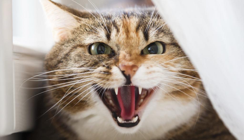 Агрессивная домашняя кошка