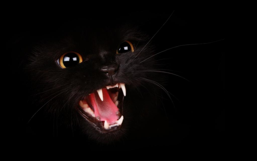 Нападение черной кошки во сне