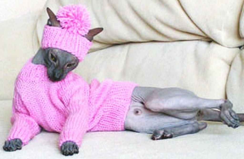 Кошка-сфинкс в вязаном свитере