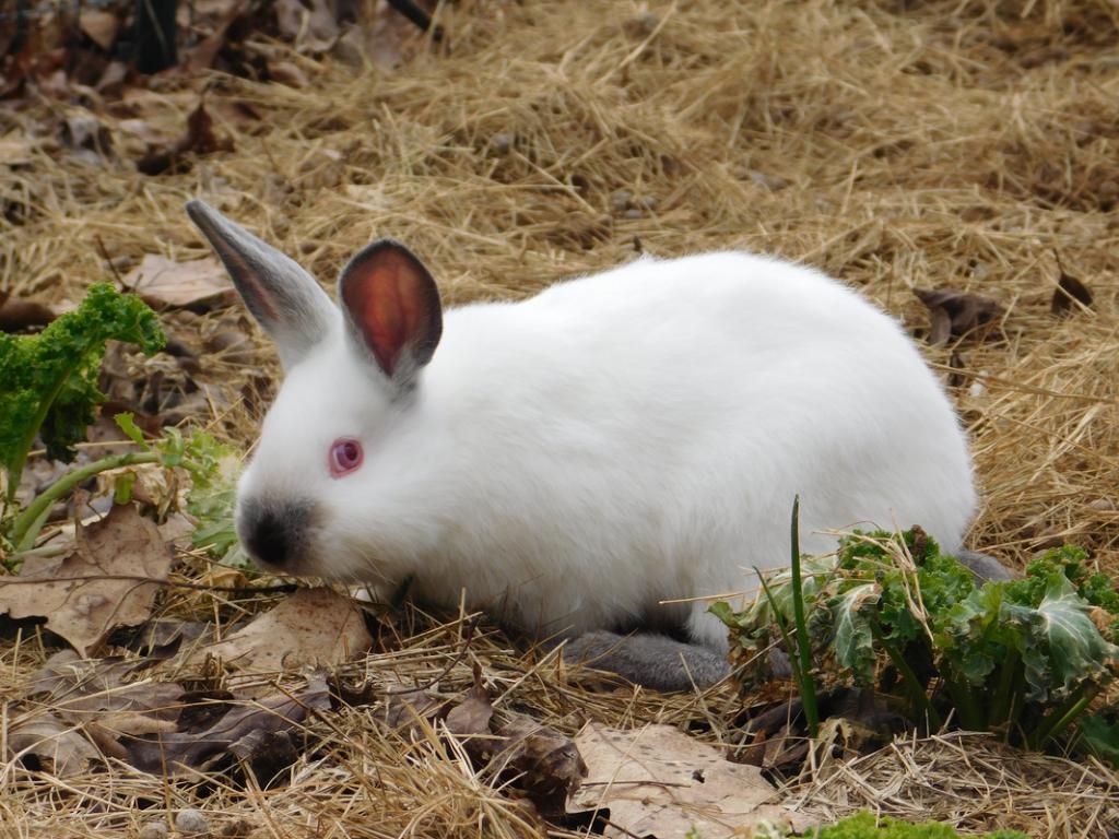 алифорнийский кролик вес по месяцам