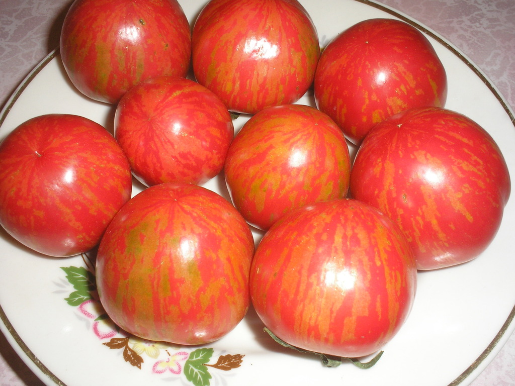 Вид томатов для Сибири "Рябчик"