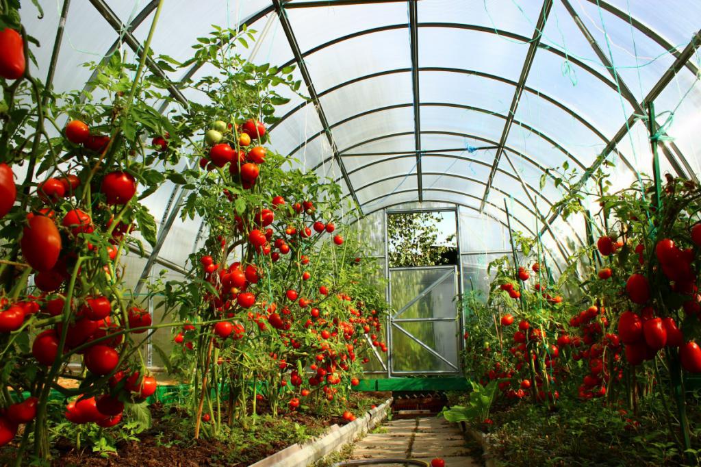 Постановка томатов в Сибири