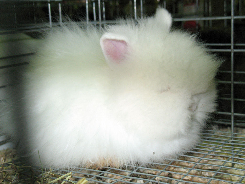 Пуховые породы кроликов