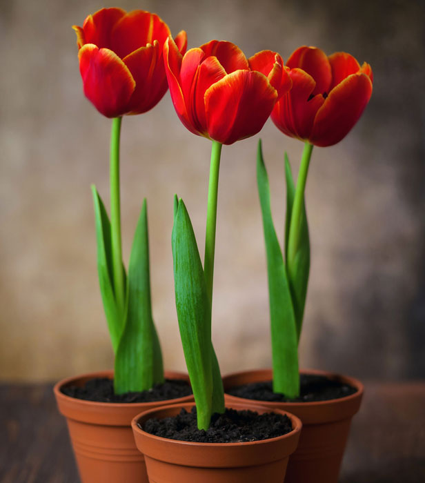 Как вырастить тюльпаны к марту