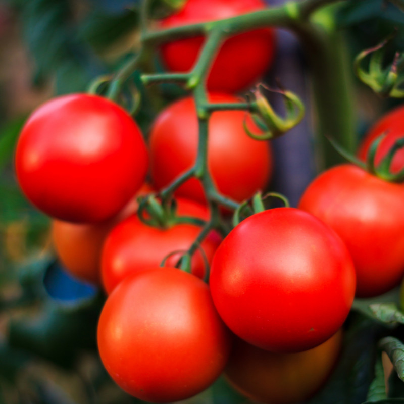 Ранний сорт томатов "Ураган F1"