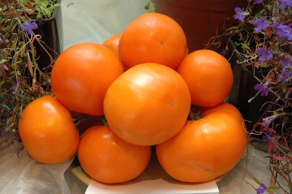 Ранний сорт томатов "Дина"