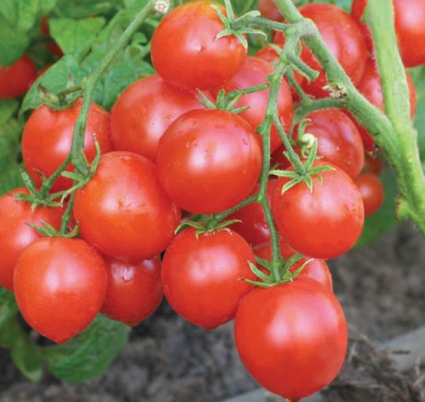 Ранний сорт томатов "Альфа"