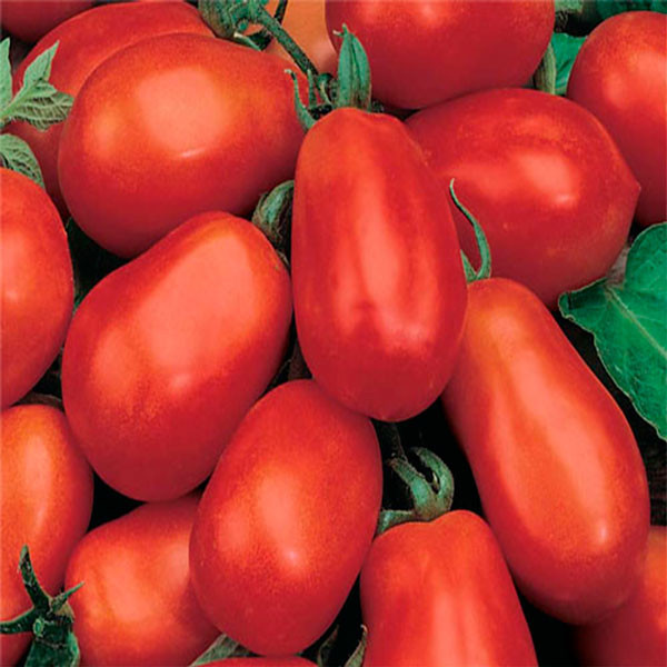 Ранний сорт томатов "Бенито F1"