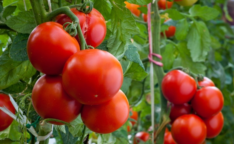 Ранний сорт томатов «Король ранних»