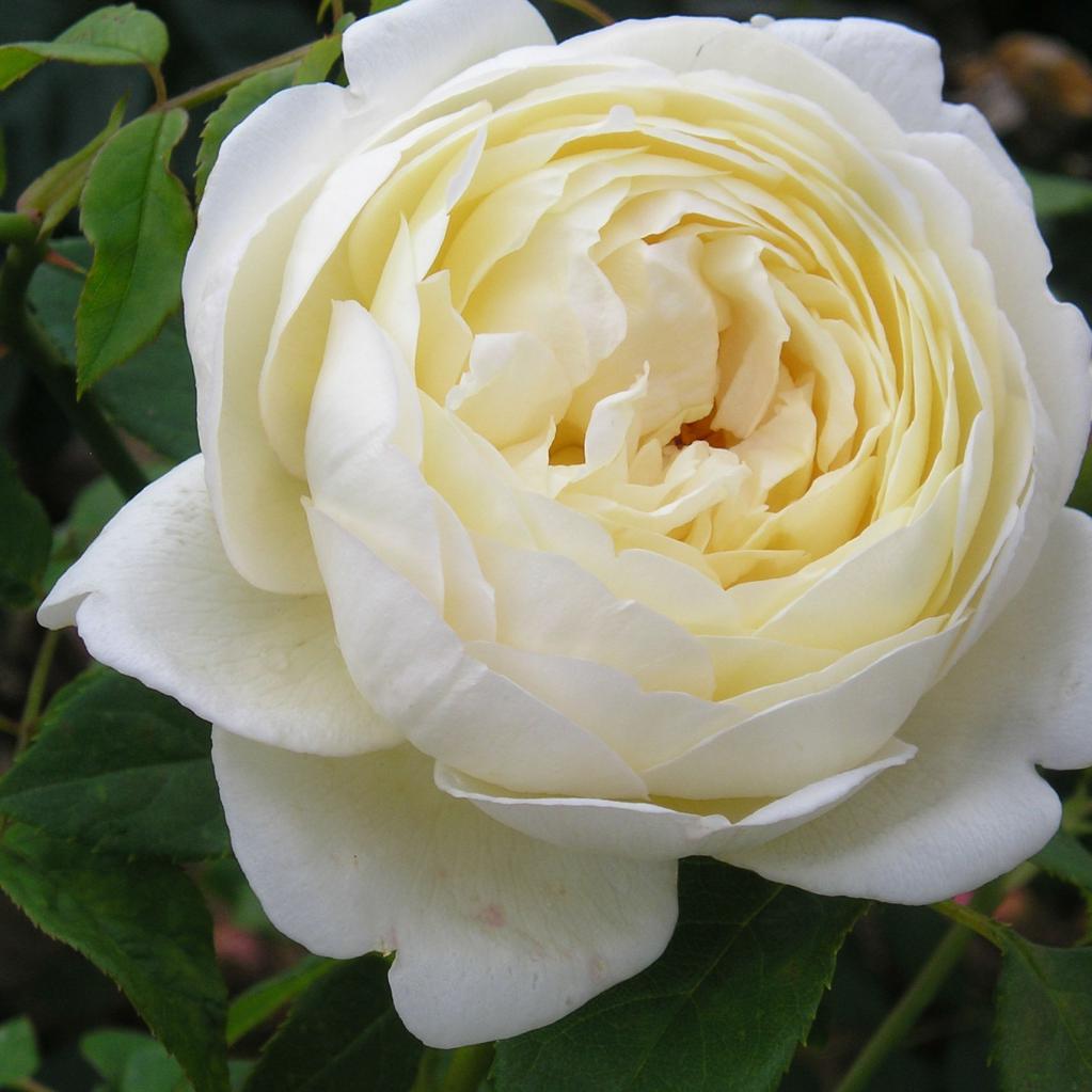 Английская роза Клэр Остин