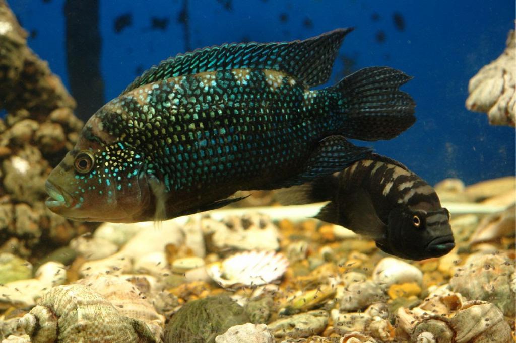 Совместимость рыбок в аквариуме