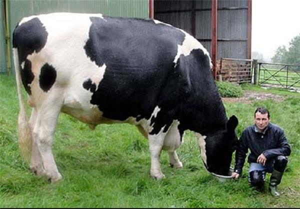 Самая большая корова в мире