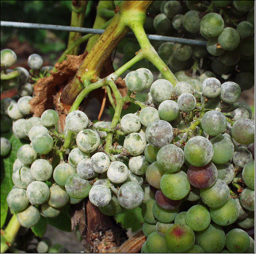 Кисть винограда: фото