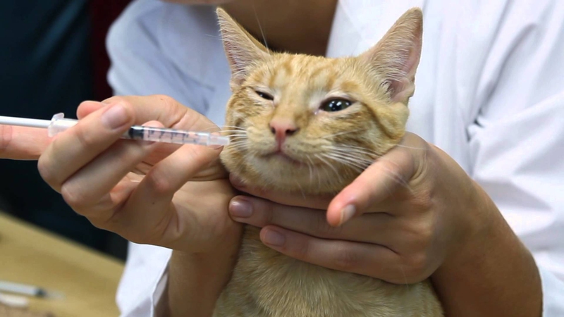 лечение при инфекции у кота