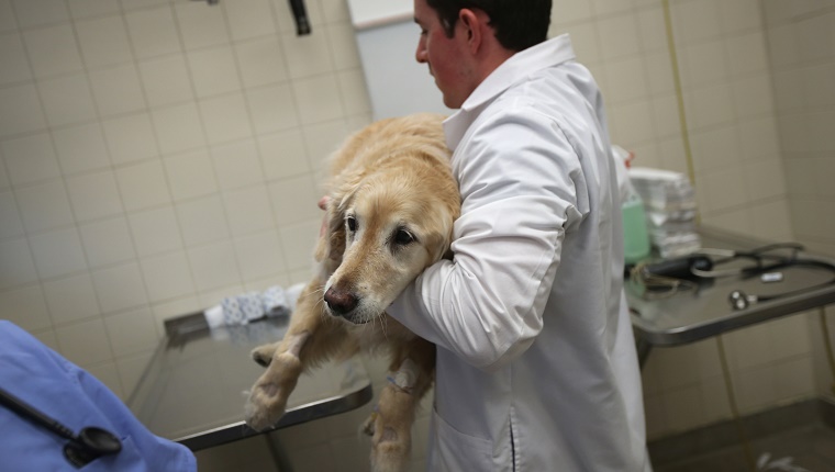 лечение отравления у собаки