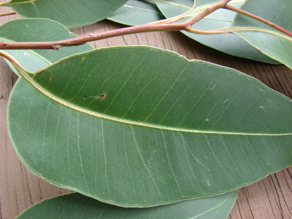листья эвкалипта