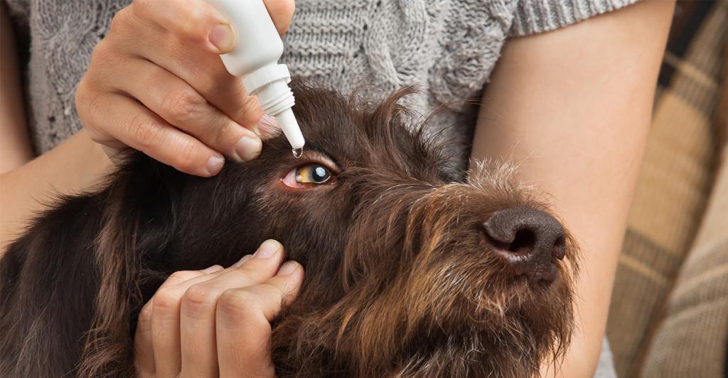 лечение глаз у собаки