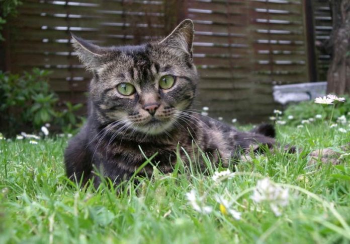 кошка на траве