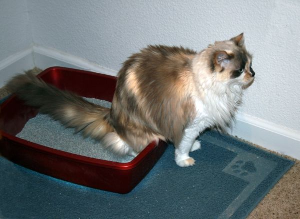 Пиелонефрит у кота: симптомы и лечение, особенности питания
