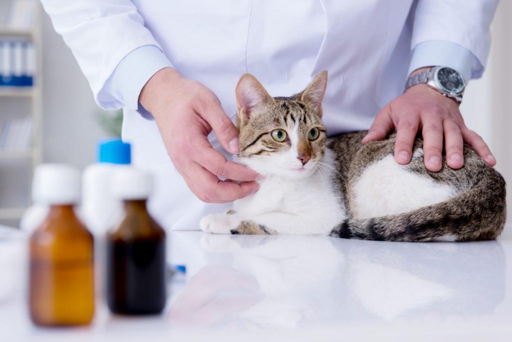 Пиелонефрит у кота: симптомы и лечение, особенности питания